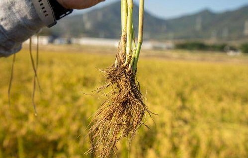 种完麦子，我向南启程