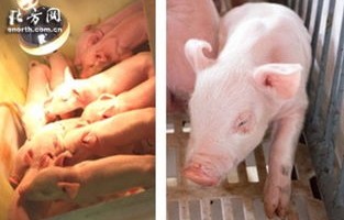 湖南首例克隆猪在湘潭诞生的故事