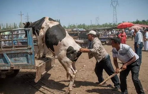 卖牛途中，牛的神秘下跪