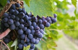 意大利之旅,留学生的板栗误识——马栗