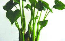 医生权威解读，男孩误认滴水观音为芋头事件