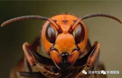 虎头蜂泡酒意外记，两男子失手转身逃