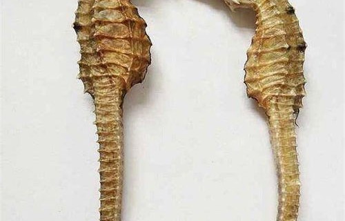 海马(海马的功效与作用吃法)