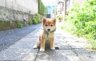 小狗掐架引发交通堵塞，萌态可掬无人劝解