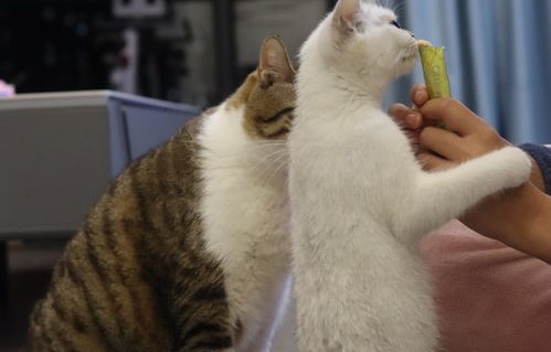 母女家中养猫成灾，超20只猫咪恶臭扰邻