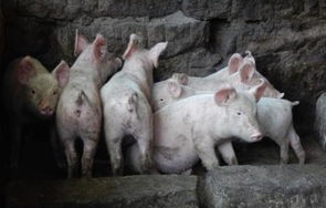 年会惊喜，抽中一头300斤的活猪