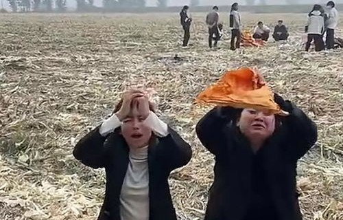 老人拾玉米被打致一死一伤？当地回应