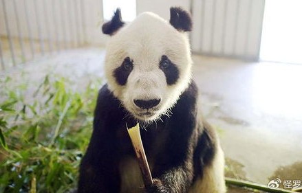 panda（panda vp不能用了）