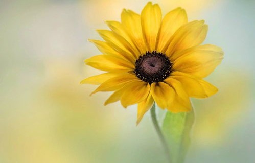 短剧花花草草寻亲记——一部情感与冒险交织的42集大作