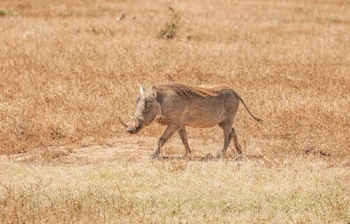 上海野猪攻击人事件，虚惊一场的真相揭秘