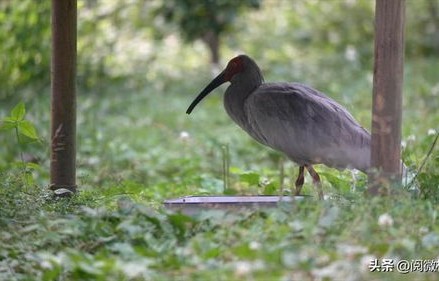 日本将归还中国16只朱鹮，珍稀物种的友好交流