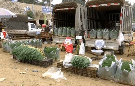 网友买到掉色葱事件,农科院权威回应