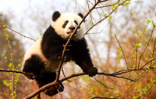 panda（panda怎么读）