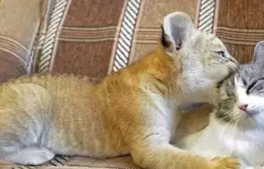 王欣瑜再现猫咪狩猎，一场无声的舞蹈与专注的猎手