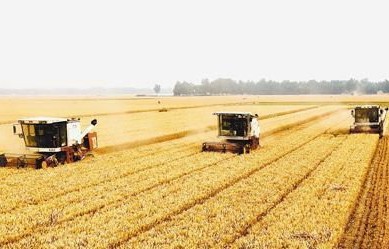 全国秋粮收购突破4000万吨，丰收背后的农业繁荣与市场活力