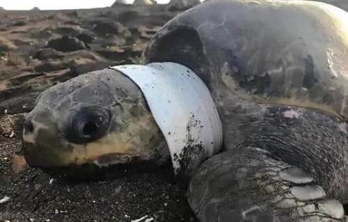 菲村民分食海龟事件，悲剧背后的警示