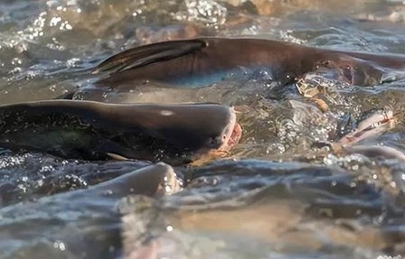 河中大鱼拖人下水吃掉？多方辟谣
