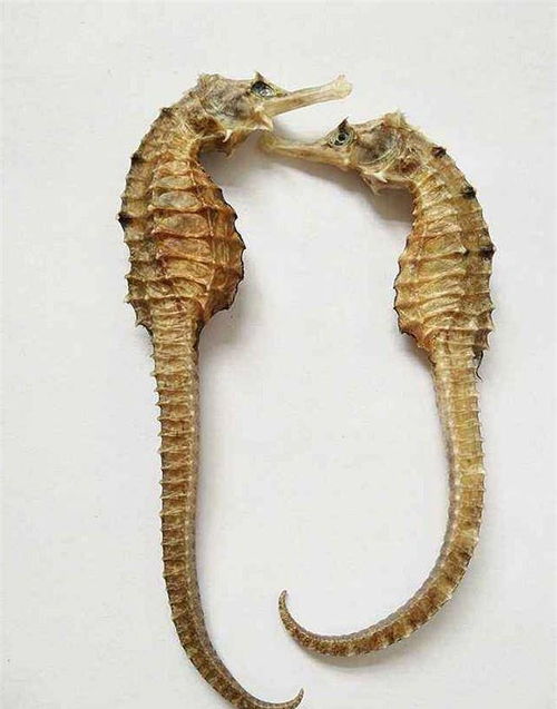 海马(海马的功效与作用吃法)