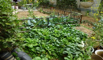 共享菜园经营主,百余块土地年年爆满的秘诀 共享菜园经营主,百余块土地年年爆满的秘诀