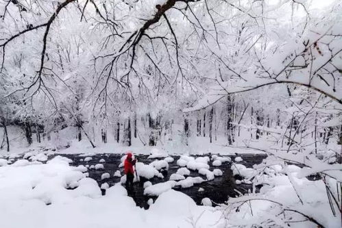 北京飘雪了——冬日的浪漫与诗意