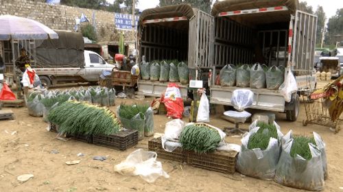 网友买到掉色葱事件,农科院权威回应 网友买到掉色葱事件,农科院权威回应