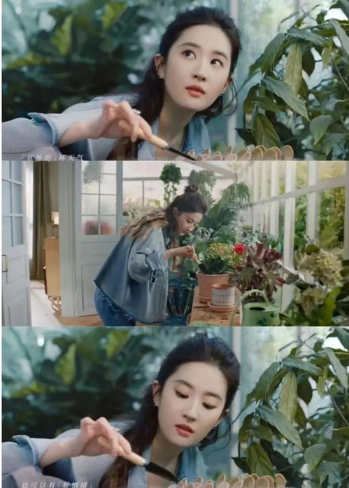 刘亦菲的浪漫之旅,冰封黄玫瑰的神秘魅力 刘亦菲的浪漫之旅,冰封黄玫瑰的神秘魅力