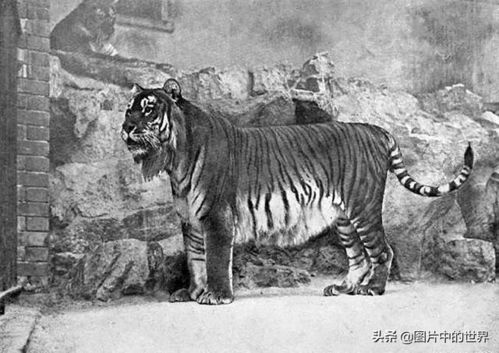 鸟中老虎再度现身北京平谷——自然界的奇迹与城市共存