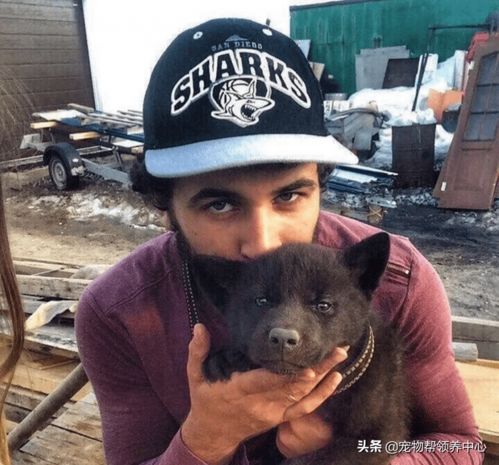 网购恶犬,小袜子里的巨兽 网购恶犬,小袜子里的巨兽