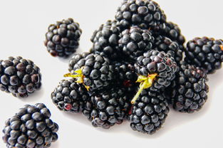 黑莓和桑葚的区别（黑莓和桑葚的区别图片）